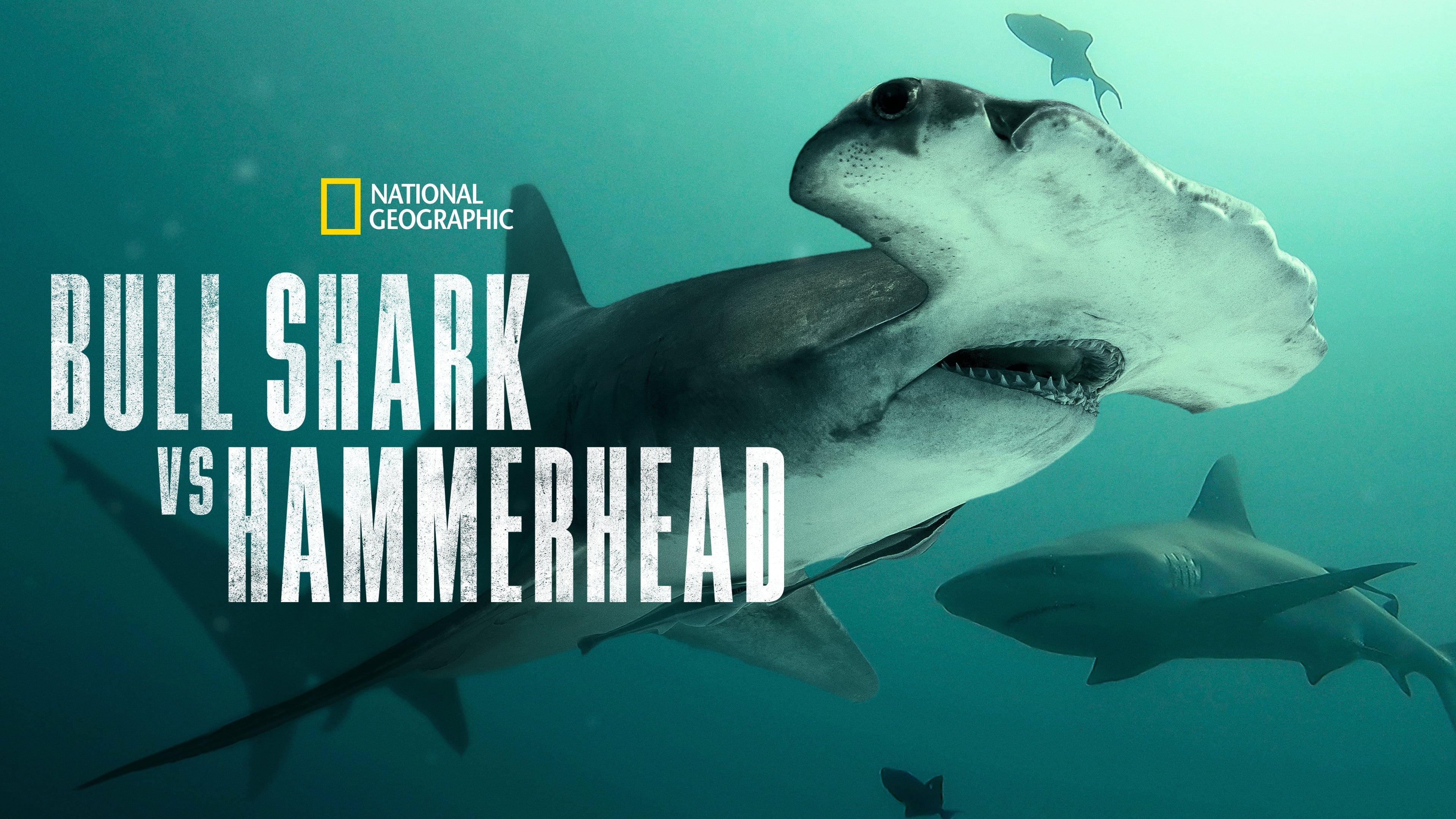 Bull Shark vs Hammerhead (2023) [NoSub]